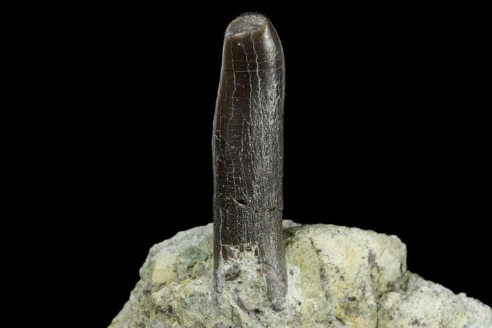 Sauropod Dinosaur (Diplodocus) Tooth - Colorado #182624